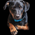 profile image of a black and brown dog